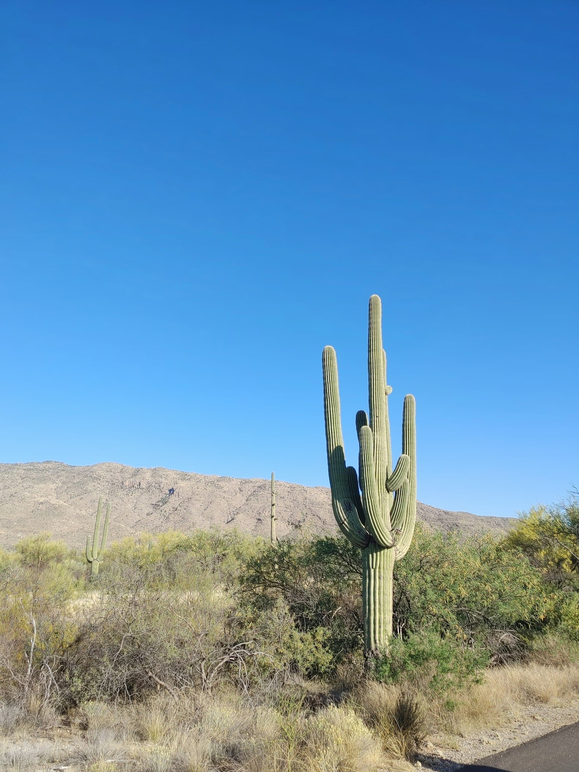 Sonoran desert