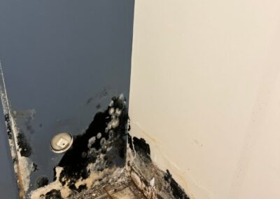 mold inspection