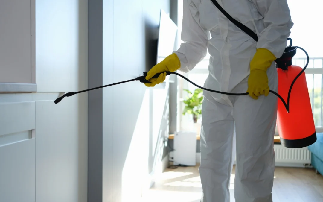 What’s the Difference Between Mold Damage Removal and Mold Remediation