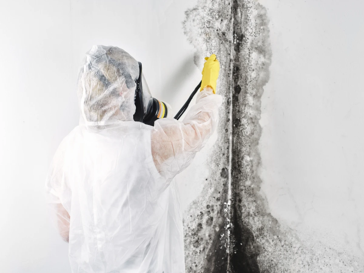 mold remediation