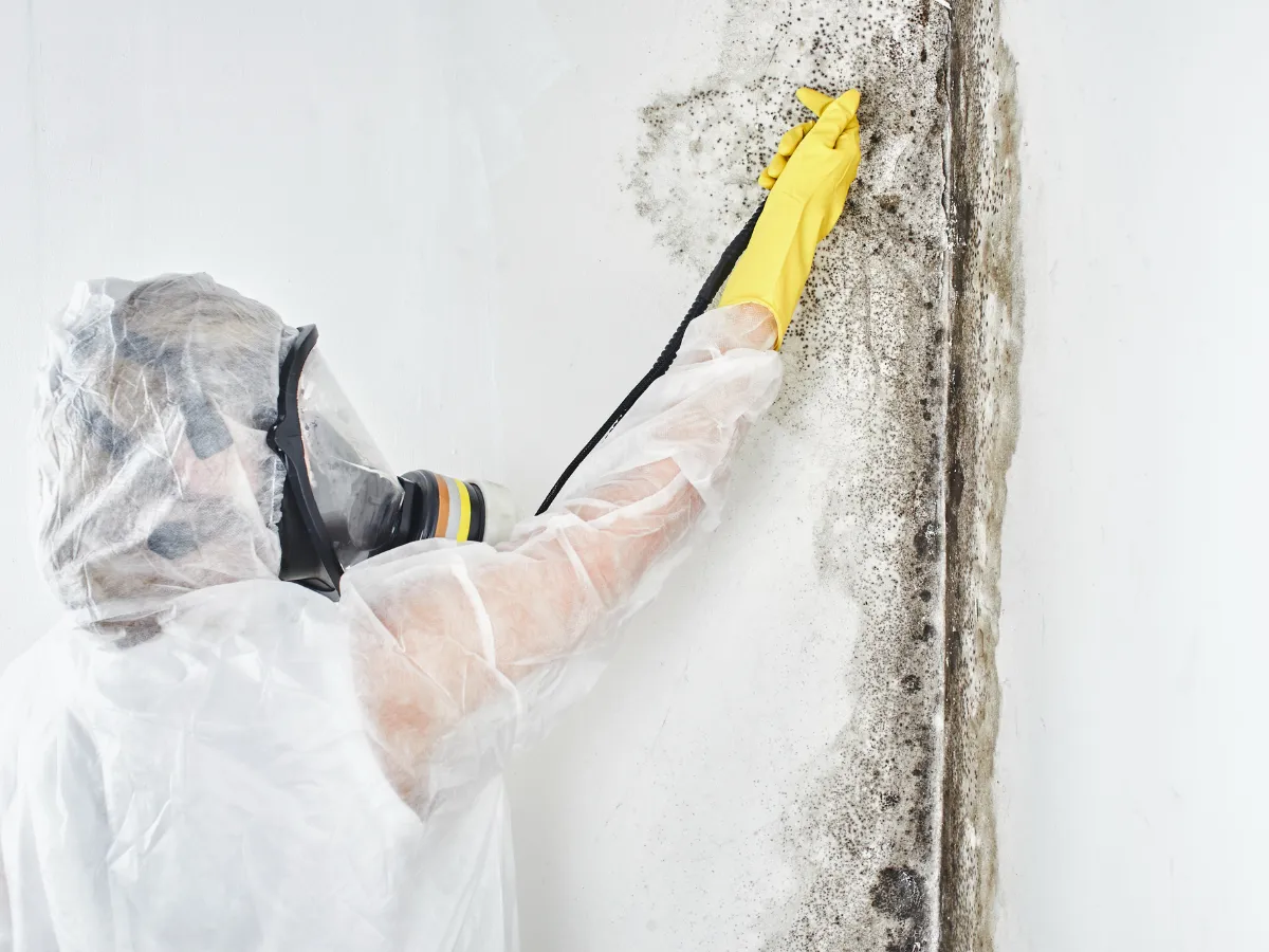 mold removal and repair