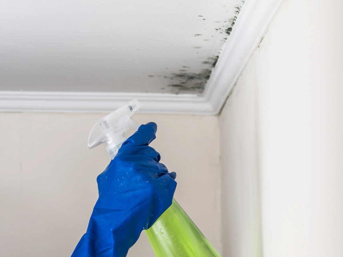 mold removal